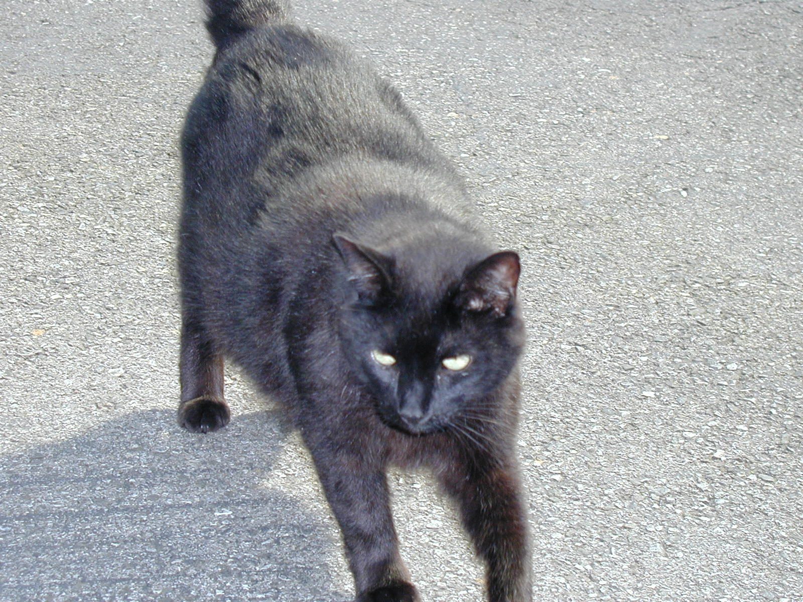 Shadow the kitty, only 13 years young.